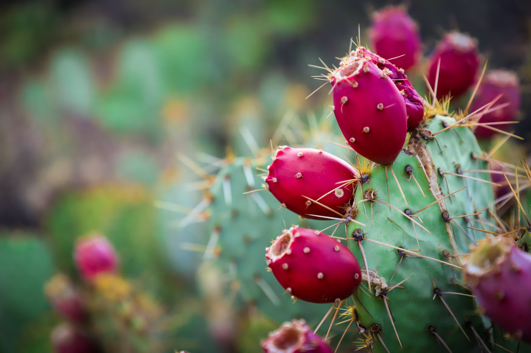 Rising star on our list of ingredients: the prickly pear.